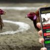 Inside MayaGame: How to Legally Play Sabong Online in the Philippines